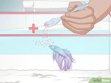 Image titled Feed a Betta Fish Step 5