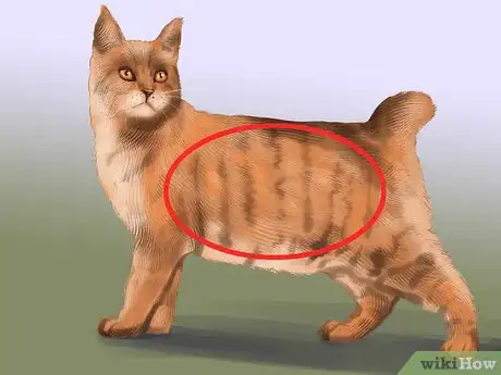Image titled Identify a Pixiebob Cat Step 3