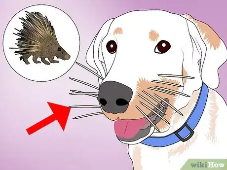 Image titled Remove Porcupine Quills Step 26