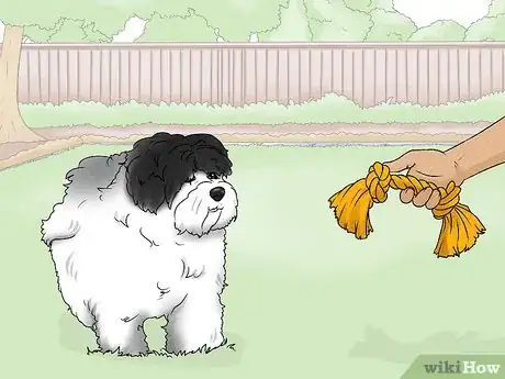 Image titled Identify a Havanese Step 11