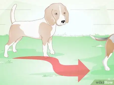 Image titled Choose a Beagle for Breeding Step 14