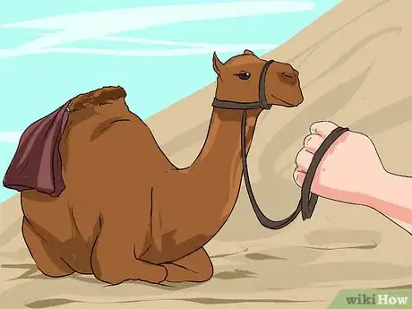 Image titled Regain Control of a Spooked Camel Step 10