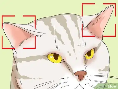 Image titled Identify an American Shorthair Cat Step 3