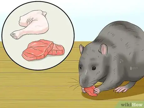 Image titled Feed a Pet Rat Step 6