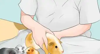 Breed Standard Guinea Pigs