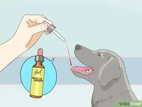Image titled Reduce Anxiety in Dogs Step 13
