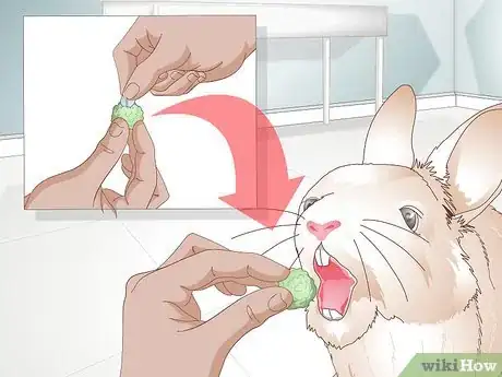 Image titled Care for Your Rabbit After Neutering or Spaying Step 11