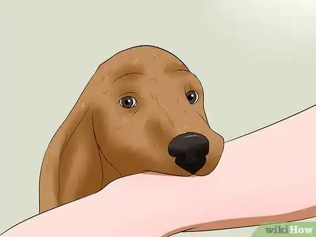 Image titled Make a Dog Stop Biting Step 5