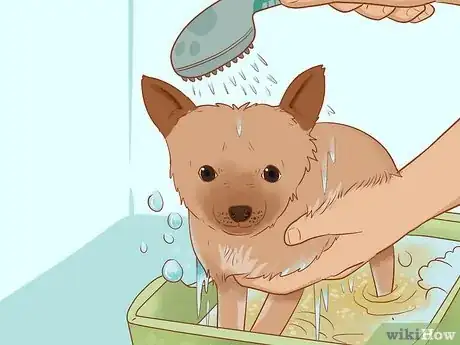 Image titled Keep Your House Clean when Your Dog Is in Heat Step 7