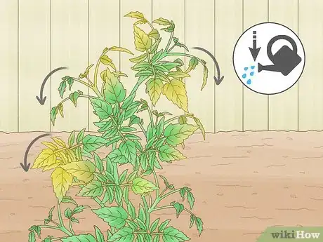 Image titled Why Does Your Tomato Plant Have Yellow Leaves Step 11