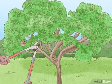 Image titled Prune Old Apple Trees Step 20