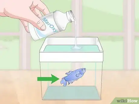 Image titled Selectively Breed Betta Fish Step 19