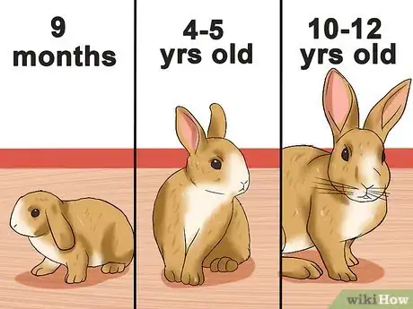 Image titled Tell the Age of a Rabbit Step 1