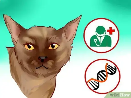 Image titled Identify a Burmese Cat Step 12