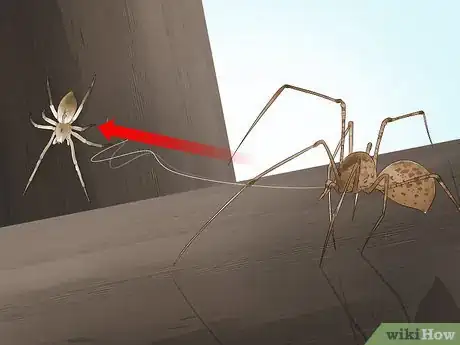 Image titled Identify a Spitting Spider Step 6