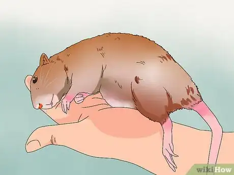 Image titled Take Care of a Rat with Cancer Step 1