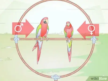 Image titled Introduce Two Birds to Each Other Step 10