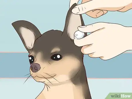 Image titled Wash a Chihuahua Step 14
