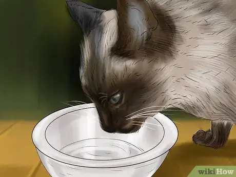 Image titled Care for Siamese Kittens Step 4