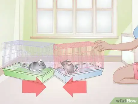 Image titled Breed Chinchillas Step 8