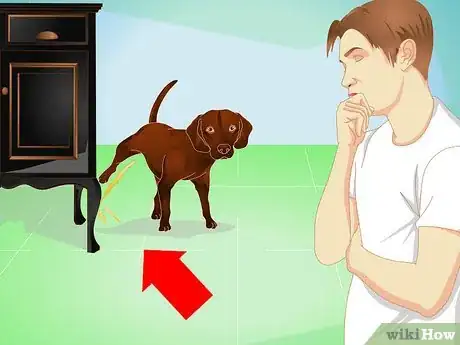 Image titled Housebreak an Adult Dog Step 1