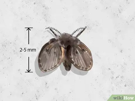 Image titled Identify Flying Insects Step 2