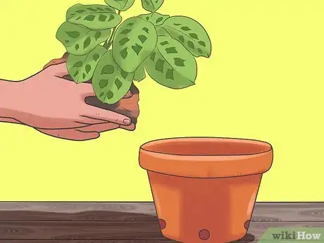 Image titled Care for a Prayer Plant Step 1