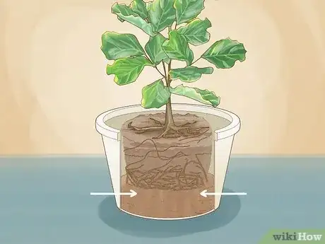 Image titled Repot a Fiddle Leaf Fig Step 10