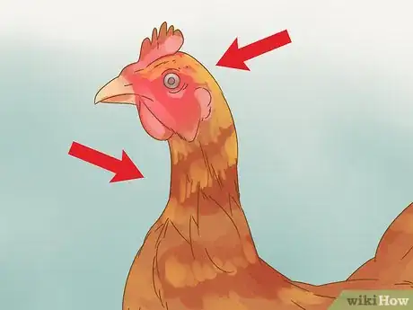 Image titled Tell if a Chicken is Sick Step 5