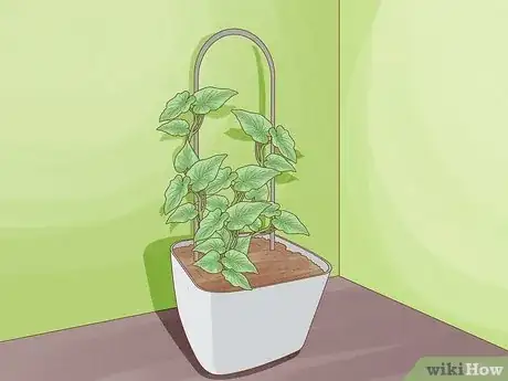 Image titled Grow Sweet Potato Vine Houseplant Step 16