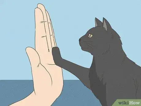 Image titled Teach Your Cat to Do Tricks Step 1