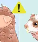 Treat Upper Respiratory Infections in Ferrets