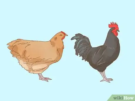 Image titled Tame a Chicken Step 1
