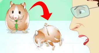 Know if Your Hamster Is Healthy