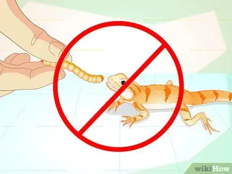 Image titled Feed Mealworms to a Bearded Dragon Step 7