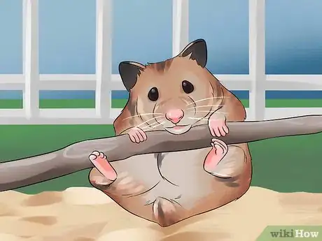 Image titled Have Fun With Your Hamster Step 11