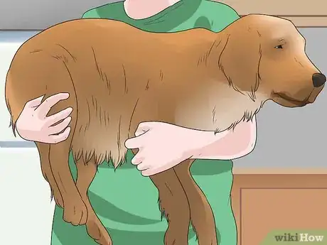 Image titled Pick up a Dog Properly Step 3