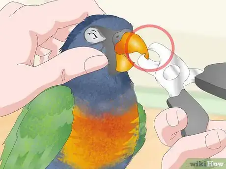 Image titled Treat Psittacine Beak and Feather Disease in Lories and Lorikeets Step 12