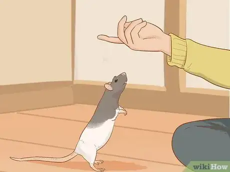 Image titled Train Your Rat to Do Tricks Step 4