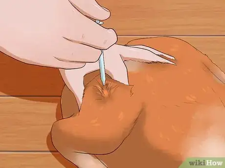 Image titled Give a Cat an Injection Step 13