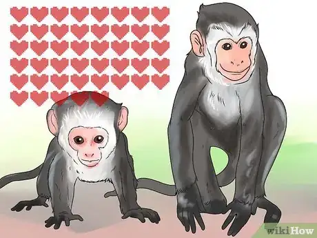 Image titled Keep Capuchin Monkeys As Pets Step 2