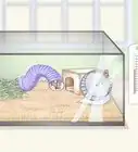 Use an Aquarium As a Mouse Cage