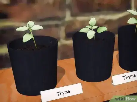Image titled Grow Thyme Step 1