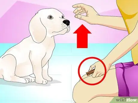 Image titled Teach Your Dog to Do a High Five Step 5