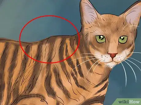 Image titled Identify a Toyger Step 2