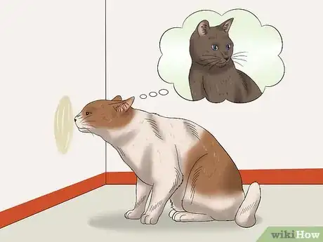 Image titled Stop a Male Cat from Spraying Step 2