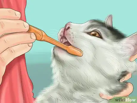 Image titled Deal with Tooth Resorption in Cats Step 1