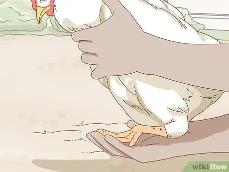 Image titled Hold a Chicken Step 4