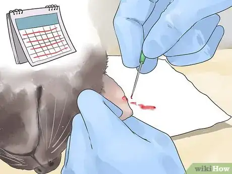 Image titled Diagnose and Treat Blood Blisters in Cats Step 9