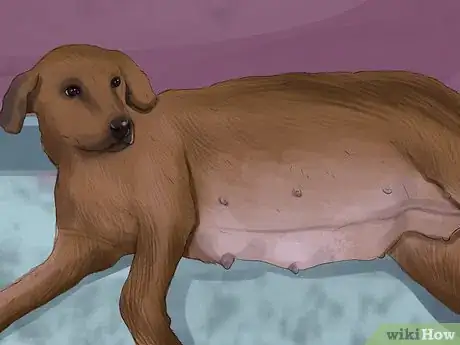 Image titled Tell if a Dog Is a Girl or Boy Step 8